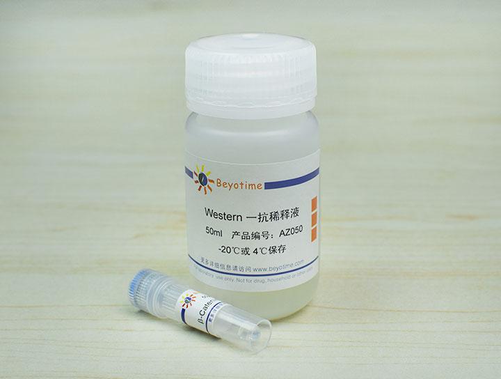 β-Catenin Mouse Monoclonal Antibody